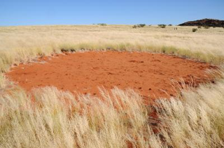 Illustration for article titled After 15 Years of Study, a New Theory of What Causes Fairy Circles